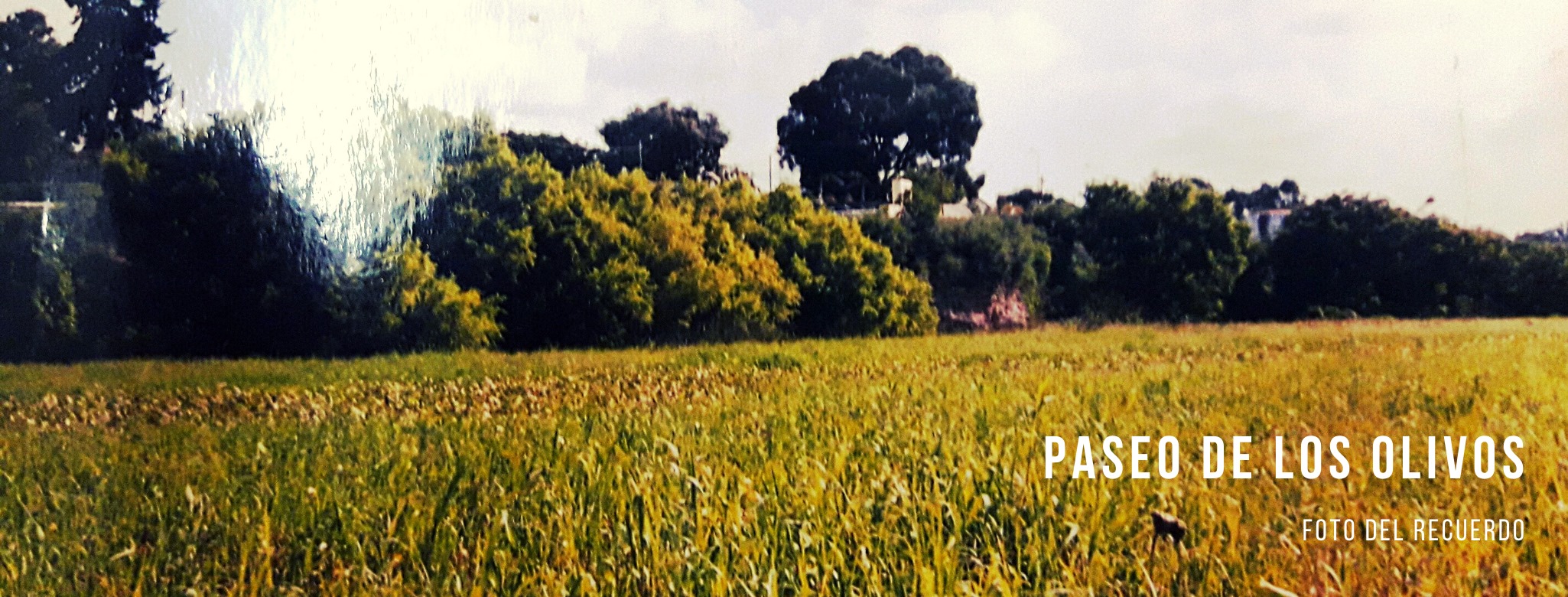 Paseo de los Olivos