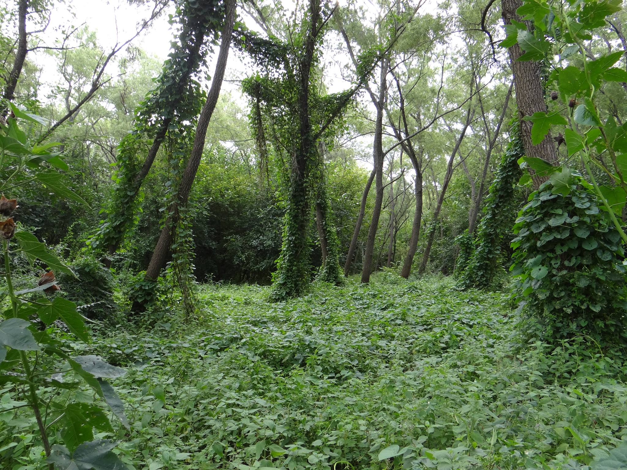 Reserva Municipal Ramallo